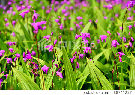 橫濱公園春天花壇 88745237