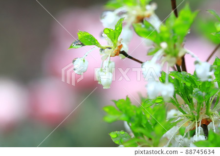 Enkianthus perulatus flowers that are wet and colorful in the rain 88745634