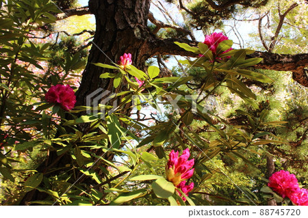 Rhododendron in the precincts of Myoshoji Temple (4) Rhododendron in the precincts of Myoshoji Temple (4) 88745720
