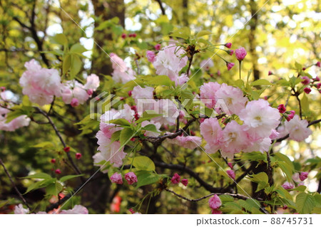 妙勝寺院內稻荷附近的八重櫻 (3) 妙勝寺院內稻荷附近的八重櫻 (3) 88745731