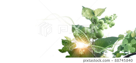 Plant and environment research, DNA, Gene therapy, Biology laboratory nature and science, Plants with biochemistry structure on white background. 88745840