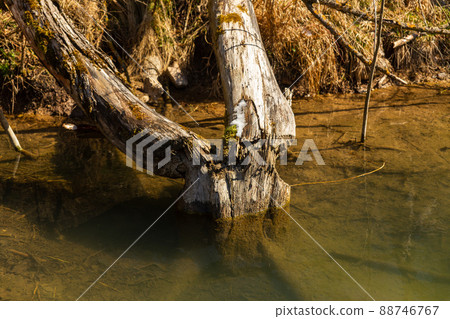 Beaver chewing down a tree. Beaver chewing down a tree. 88746767