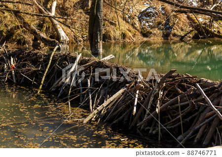 Large beaver dam which flooded marshes and created lake 88746771