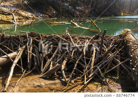 Large beaver dam which flooded marshes and created lake 88746774