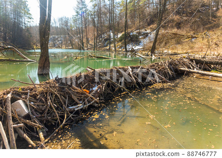 Large beaver dam which flooded marshes and created lake 88746777