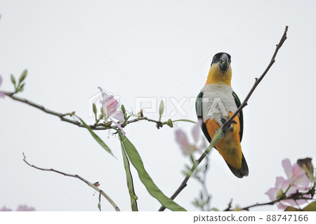 a shot of beautiful  parrot at flower bed, sprint time 88747166