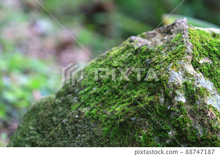 the Beautiful green moss on the floor, moss closeup, macro. 88747187