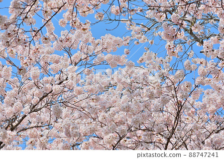 Spring Funaoka Castle Ruins Park and Ichimoku Senbon Sakura 88747241