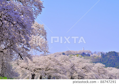 春天的船岡城跡公園和一目千本櫻花 春天的船岡城跡公園和一目千本櫻花 88747291