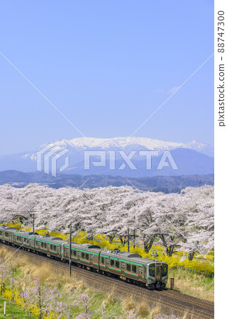 春天的船岡城跡公園和一目千本櫻花 88747300