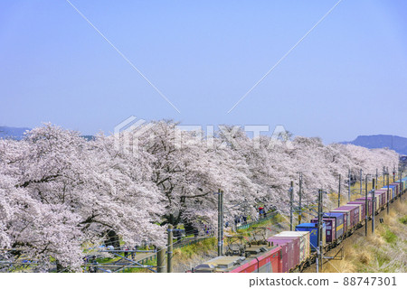春天的船岡城跡公園和一目千本櫻花 春天的船岡城跡公園和一目千本櫻花 88747301