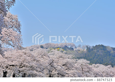 春天的船岡城跡公園和一目千本櫻花 春天的船岡城跡公園和一目千本櫻花 88747323