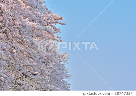 Spring Funaoka Castle Ruins Park and Ichimoku Senbon Sakura Spring Funaoka Castle Ruins Park and Ichimoku Senbon Sakura 88747324