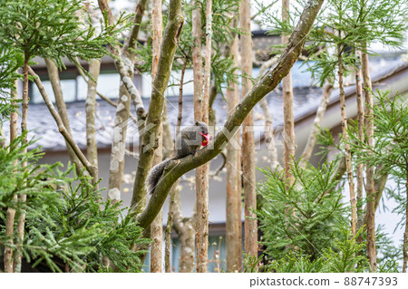 [Kanagawa Prefecture] A cute squirrel seen at Meigetsu-in Temple in Kamakura 88747393