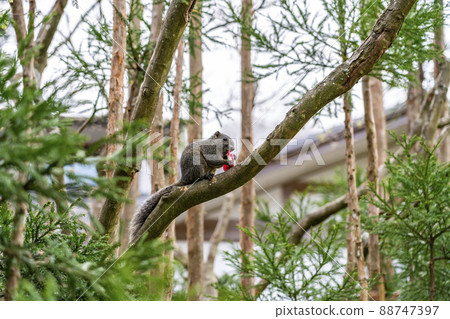 [Kanagawa Prefecture] A cute squirrel seen at Meigetsu-in Temple in Kamakura 88747397