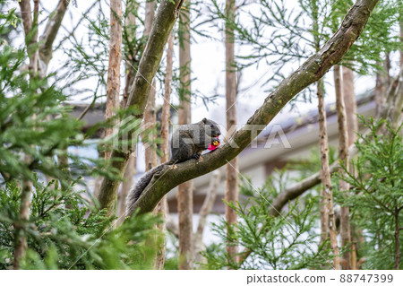 [Kanagawa Prefecture] A cute squirrel seen at Meigetsu-in Temple in Kamakura 88747399