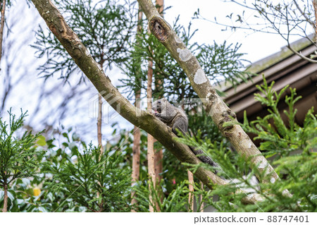 [Kanagawa Prefecture] A cute squirrel seen at Meigetsu-in Temple in Kamakura 88747401