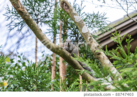 [Kanagawa Prefecture] A cute squirrel looking at the camera seen at Meigetsu-in Temple in Kamakura 88747403