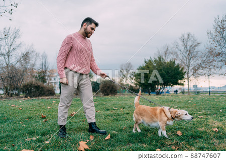 Young man walking his dog on a leash in park on grass Young man walking his dog on a leash in park on grass 88747607