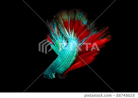 Half moon blue and red betta isolated on black background with clipping path Half moon blue and red betta isolated on black background with clipping path 88748028