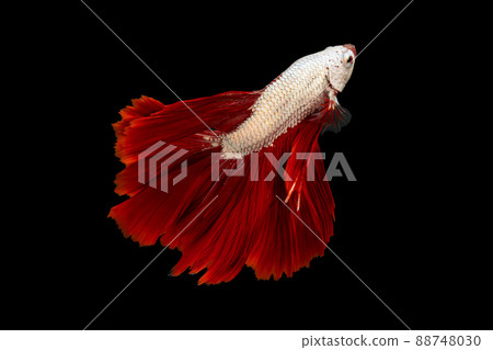 Halfmoon red fin and white body betta isolated on black background with clipping path 88748030