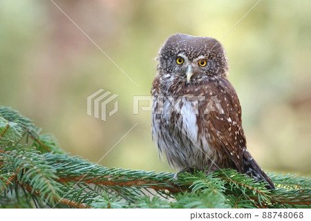 Adorable eurasian pigmy owl Glaucidium passerinum 88748068