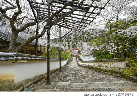 Spring Hase-dera (Nara Prefecture) Spring Hase-dera (Nara Prefecture) 88748478