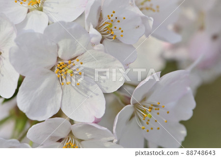 Aoba Castle corner turret in full bloom of spring cherry blossoms 88748643