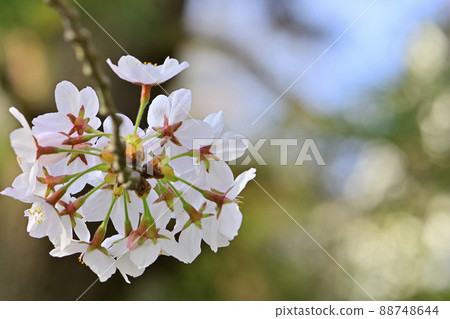Aoba Castle corner turret in full bloom of spring cherry blossoms 88748644