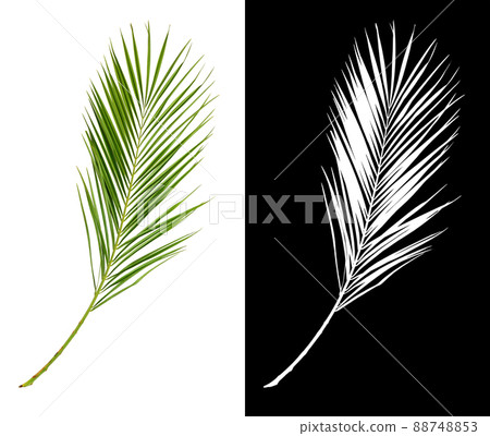 Green palm branch isolated on white with silhouette 88748853