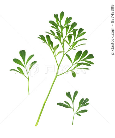 Set of green leaves and twigs of rue (Ruta graveolens) isolated 88748899