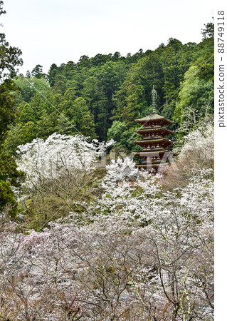 春長谷寺(奈良縣)從正殿外舞台看到的五層寶塔 春長谷寺(奈良縣)從正殿外舞台看到的五層寶塔 88749118