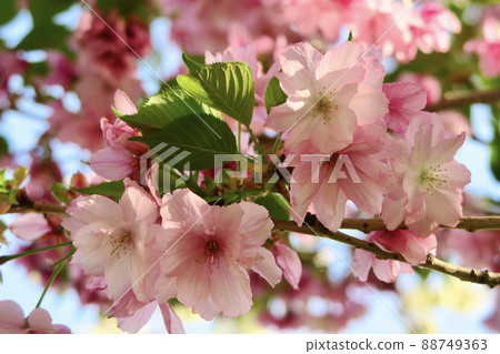 Sakura Beniyutaka 88749363