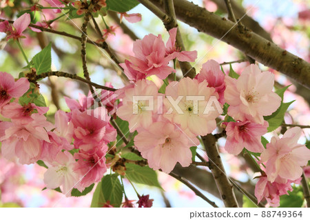 Sakura Beniyutaka 88749364