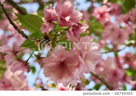 Sakura Beniyutaka 88749365