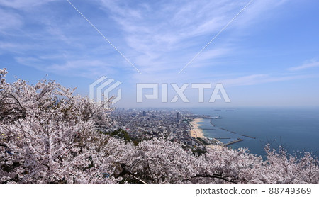 Sumaura Yamagami遊樂園櫻花 88749369