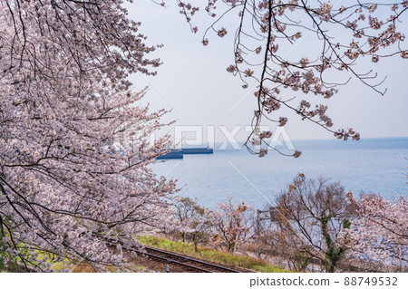 (Ehime Prefecture) JR Shimonada Station and surrounding cherry blossom trees (Ehime Prefecture) JR Shimonada Station and surrounding cherry blossom trees 88749532