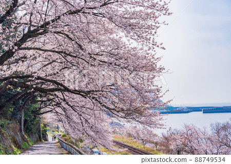 (Ehime Prefecture) JR Shimonada Station and surrounding cherry blossom trees (Ehime Prefecture) JR Shimonada Station and surrounding cherry blossom trees 88749534