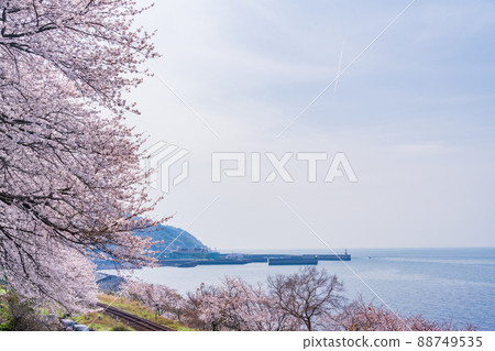 (Ehime Prefecture) JR Shimonada Station and surrounding cherry blossom trees (Ehime Prefecture) JR Shimonada Station and surrounding cherry blossom trees 88749535