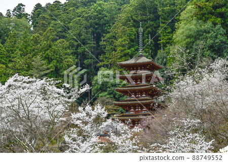 春天從長谷寺(奈良縣)大殿看五層寶塔 春天從長谷寺(奈良縣)大殿看五層寶塔 88749552