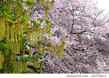 Sakura and Hachijo Kibushi Sakura and Hachijo Kibushi 88749622