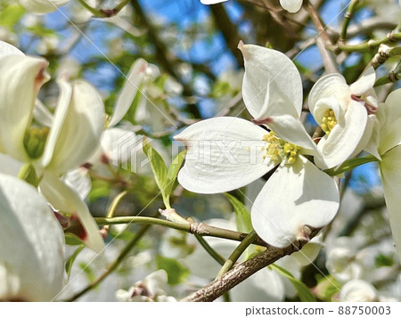 Beautiful pure white dogwood flowers Beautiful pure white dogwood flowers 88750003