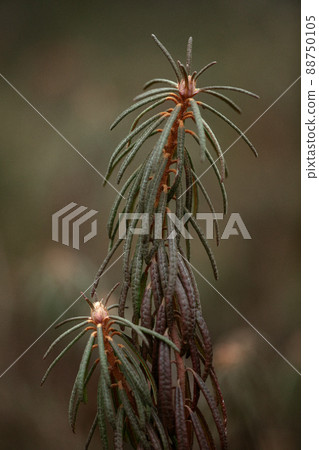 Rhododendron tomentosum, marsh Labrador tea closeup selective focus. Green-Brown background. 88750105