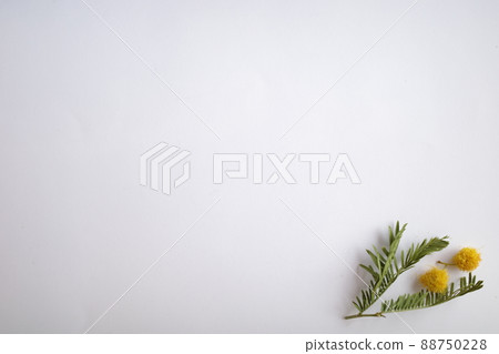 Scattered mimosa flowers and leaves Scattered mimosa flowers and leaves 88750228