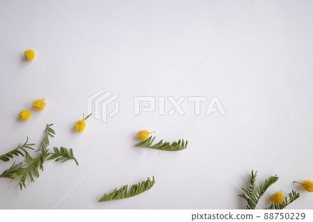 Scattered mimosa flowers and leaves Scattered mimosa flowers and leaves 88750229