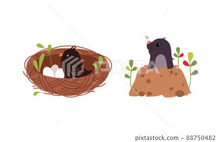 Bird incubating eggs in nest and mole digging hole set cartoon vector illustration 88750482