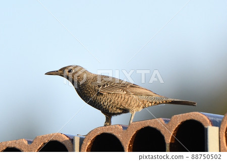 Scaly thrush standing on a clay pipe Scaly thrush standing on a clay pipe 88750502