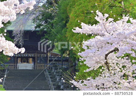 仙台東照宮神社和櫻花 88750528