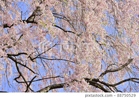仙台東照宮神社和櫻花 仙台東照宮神社和櫻花 88750529
