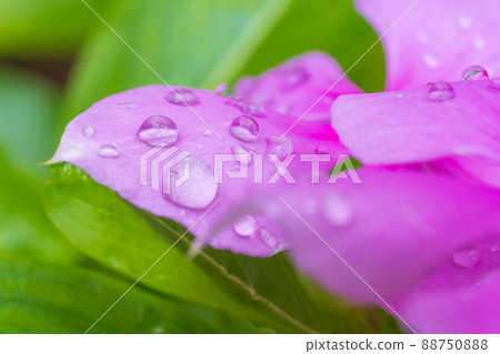 雨後的馬達加斯加長春花 1 88750888